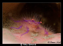 Hairy squot lobstercrab by Niky Šímová 